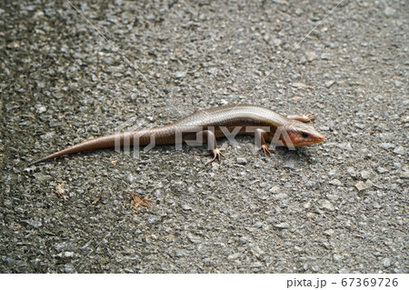 トカゲ 67369726