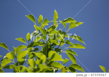 Leaf of Cinnamomum camphora tree Leaf of Cinnamomum camphora tree 67370567