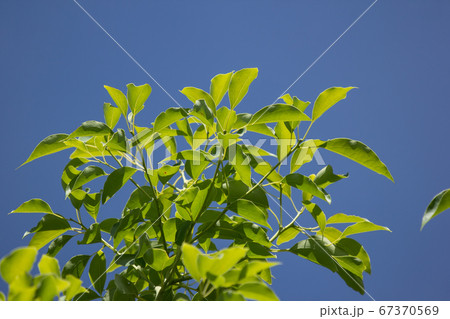 Leaf of Cinnamomum camphora tree Leaf of Cinnamomum camphora tree 67370569