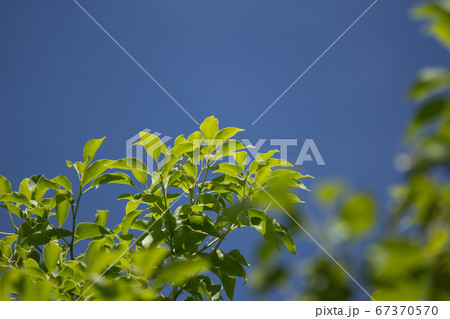 Leaf of Cinnamomum camphora tree 67370570
