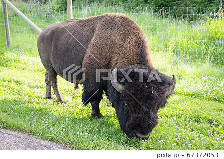 カナダ国立公園のプレーンズバイソン カナダ国立公園のプレーンズバイソン 67372053
