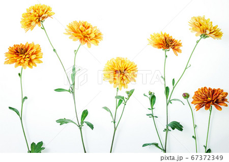 Flowers composition from chrysanthemum flowers 67372349