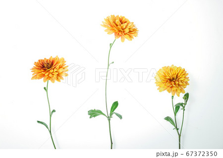 Flowers composition from chrysanthemum flowers 67372350