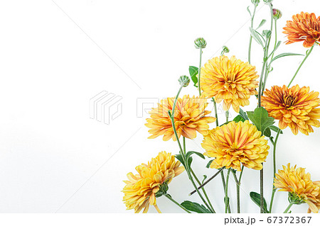 Flowers composition from chrysanthemum flowers 67372367