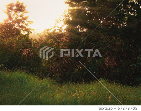 Mosquitos swarm flying in sunset light Mosquitos swarm flying in sunset light 67373705