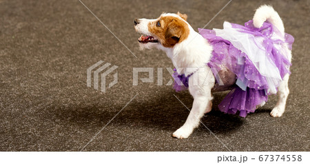 Funny dog looking with interest and wearing a purple dress  67374558