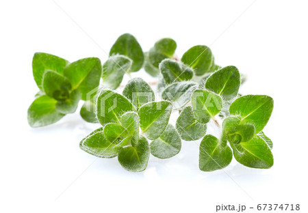 Oregano plant on white background 67374718
