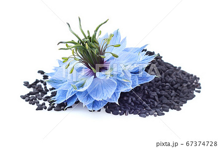 Black cumin seeds with nigella sativa flower on 67374728