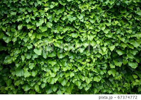 Wall in the hedera helix ivy plant 67374772
