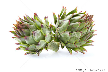 Wild artichoke in closeup on white background 67374773