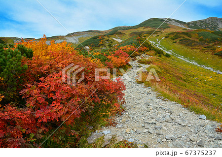 秋晴れの北アルプスの、峠へと続く登り坂の砂利道の登山道脇のナナカマドの実と真っ赤に紅葉した葉。上り坂 67375237