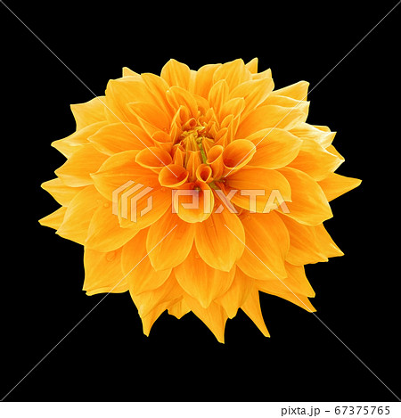 yellow dahlia flower isolated on black background yellow dahlia flower isolated on black background 67375765
