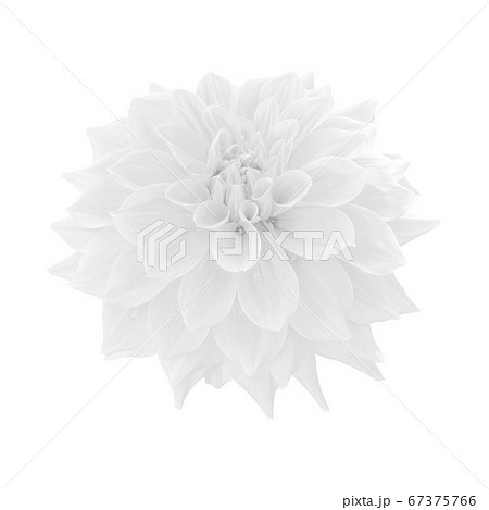 White dahlia flower isolated on white background 67375766