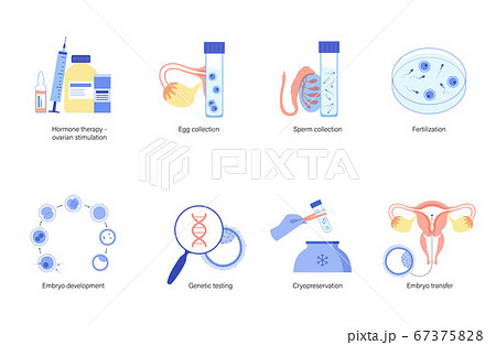 Reproductive system concept 67375828