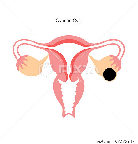 Reproductive system concept 67375847
