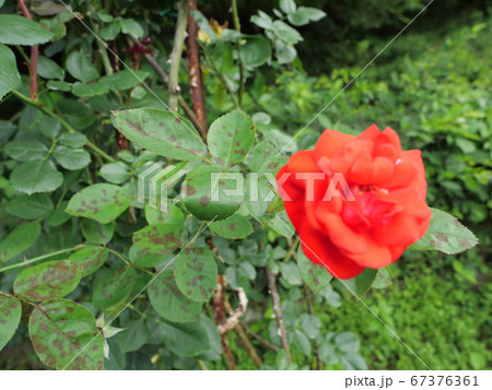 春に咲く薔薇の品種 トモコの写真素材