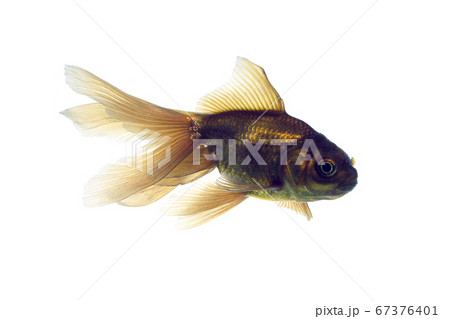 金魚　ハゴロモ　白バック 67376401