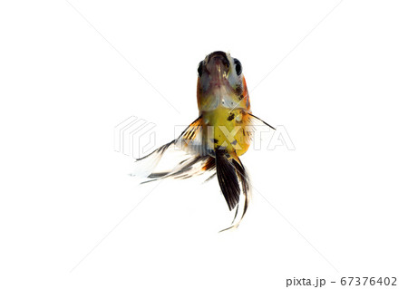 金魚 キャリコ琉金 白バック 金魚 キャリコ琉金 白バック 67376402
