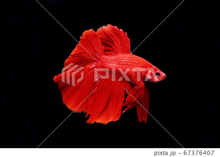 ショーベタ　レッド　黒バック 67376407