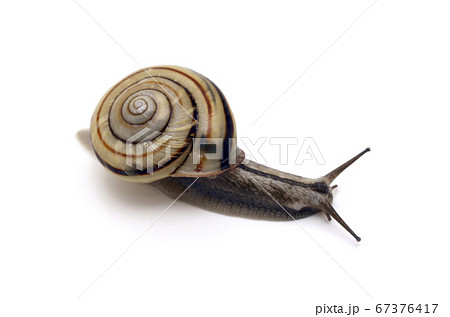 カタツムリ　ミスジマイマイ　白バック 67376417