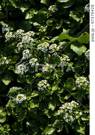 クレソンの花 オランダガラシの写真素材