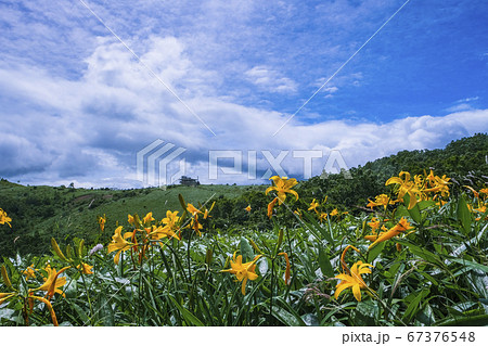 ノゾリキスゲと野反峠 67376548