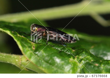 生き物　昆虫　ムツボシタマムシ、横から見ると・・・。意外とお太り気味、お腹の色は黒ですね 67376668