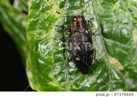 生き物 昆虫 ムツボシタマムシ、金属光沢で粒感のある体。光の具合で微妙に変化する色が美しい 生き物 昆虫 ムツボシタマムシ、金属光沢で粒感のある体。光の具合で微妙に変化する色が美しい 67376669