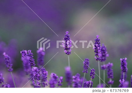 甘い香りに誘われて 甘い香りに誘われて 67376769