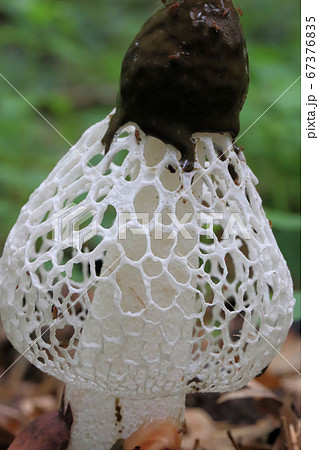 キヌガサタケ キヌガサタケ 67376835