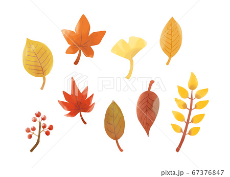 背景透過済みベクター 秋の紅葉 葉っぱイラストのイラスト素材