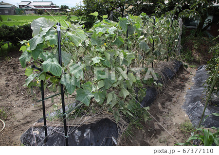 家庭菜園キュウリ畑 67377110