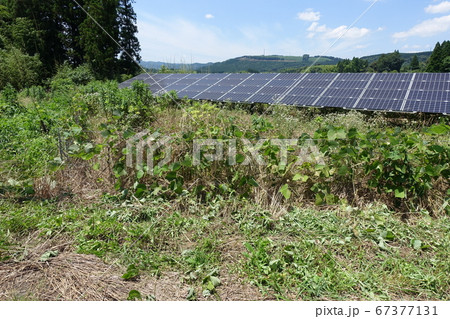 雑草の影響を受けた太陽光発電所 67377131