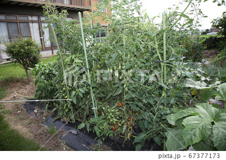家庭菜園ミニトマト栽培薬剤散布 家庭菜園ミニトマト栽培薬剤散布 67377173