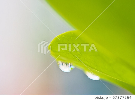 葉についた水滴 67377264