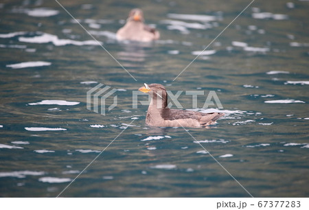 ウトウ ウトウ 67377283