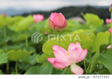 藤原京の蓮の写真素材