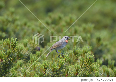 囀るノゴマの雄（北海道・知床） 67377734
