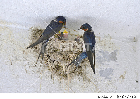 ツバメの子育て（北海道・釧路市） 67377735
