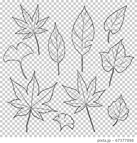 秋の紅葉の葉っぱのイラスト素材（線画） 67377898