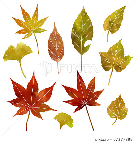 秋の紅葉の葉っぱのイラスト素材 濃いめ線なし のイラスト素材