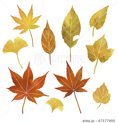 秋の紅葉の葉っぱのイラスト素材 薄め線なし のイラスト素材