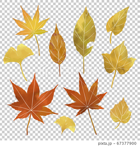 秋の紅葉の葉っぱのイラスト素材 薄め線なし のイラスト素材