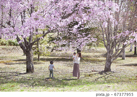 桜の木の下で遊ぶ家族 67377955
