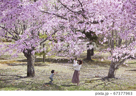 桜の木の下で遊ぶ家族 桜の木の下で遊ぶ家族 67377963