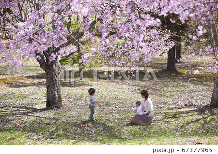 桜の木の下で遊ぶ家族 桜の木の下で遊ぶ家族 67377965