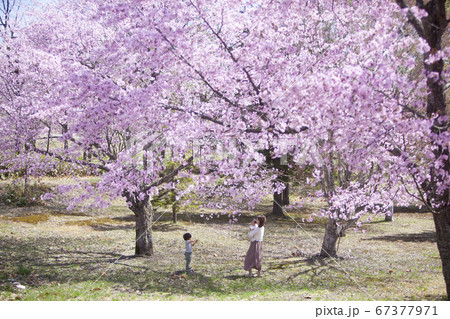 桜の木の下で遊ぶ家族 67377971
