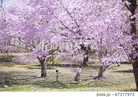 桜の木の下で遊ぶ家族 桜の木の下で遊ぶ家族 67377972