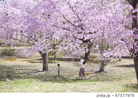 桜の木の下で遊ぶ家族 桜の木の下で遊ぶ家族 67377976