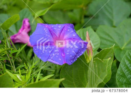 雨上がりの咲いた朝顔の花 67378004